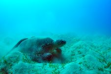 Sea Green Turtle Stock Images Sea Green Turtle Stock Images