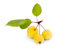 Wild Yellow Apples Stock Photography Wild Yellow Apples Stock Photography