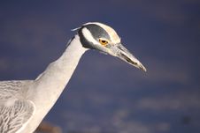 Yellow-crowned Night Heron Royalty Free Stock Photography Yellow-crowned Night Heron Royalty Free Stock Photography