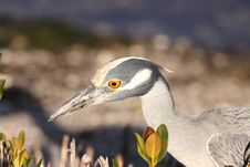 Yellow-crowned Night Heron Stock Photos Yellow-crowned Night Heron Stock Photos