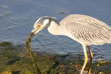 Yellow-crowned Night Heron Stock Photo Yellow-crowned Night Heron Stock Photo