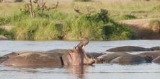 Hippos Stock Photo