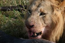 Male Lion Head Stock Image