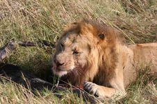 Male Lion And Prey Stock Images Male Lion And Prey Stock Images