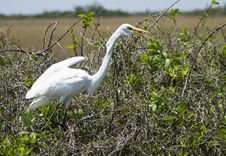 Great White Heron (Ardea Herodias) Royalty Free Stock Image Great White Heron (Ardea Herodias) Royalty Free Stock Image