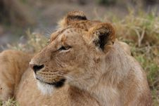 Female Lion Stock Images