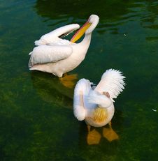 Two White Pelicans Royalty Free Stock Photos Two White Pelicans Royalty Free Stock Photos