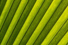 Palm Leaf Royalty Free Stock Image Palm Leaf Royalty Free Stock Image