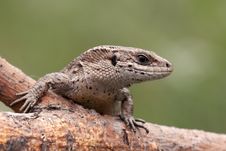 Portrait Of Sand Lizard Stock Photos Portrait Of Sand Lizard Stock Photos