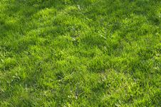 Grass Meadow Royalty Free Stock Photo Grass Meadow Royalty Free Stock Photo