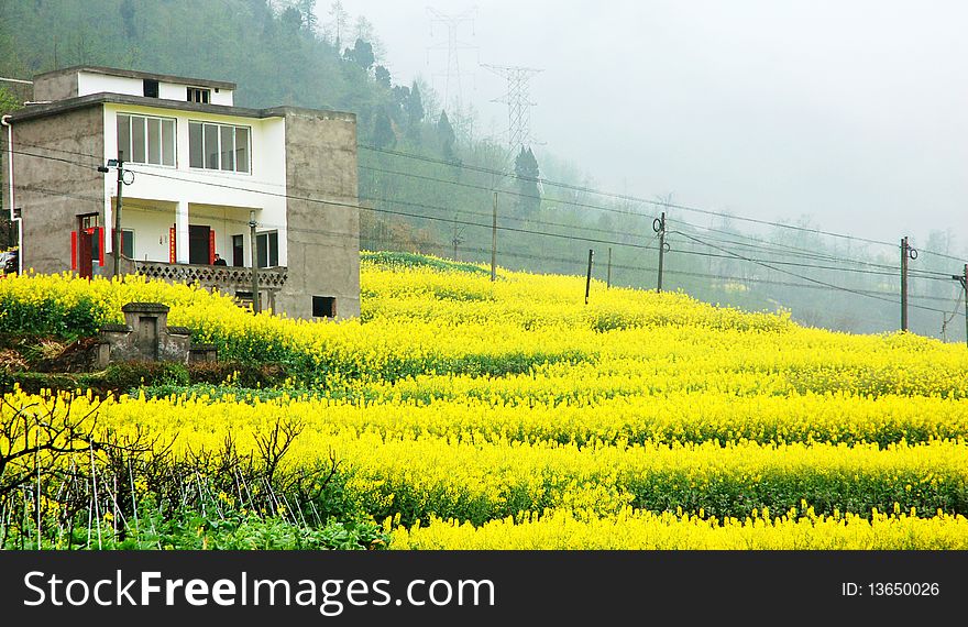 Rape Flower