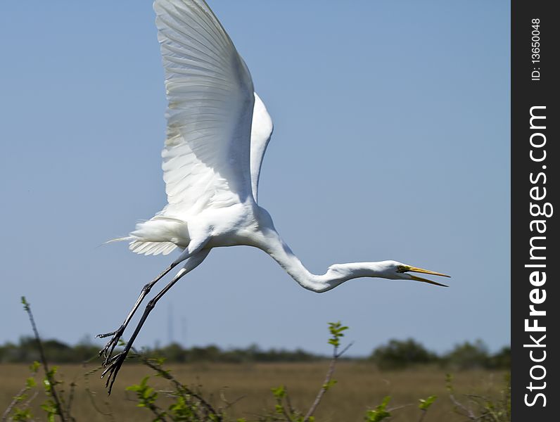A white heron takes to flight in the everglades, Florida. A white heron takes to flight in the everglades, Florida