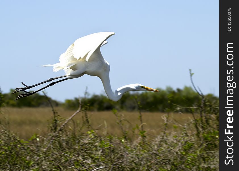 White Heron in Flight