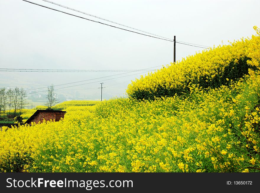 Scenic rape flower in the spring