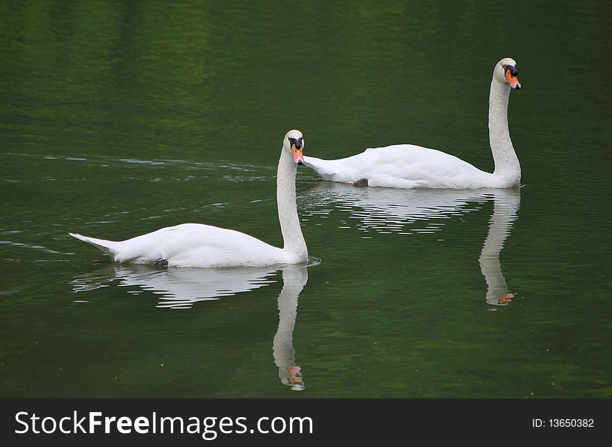 A pair of swans swimming in synchronization.