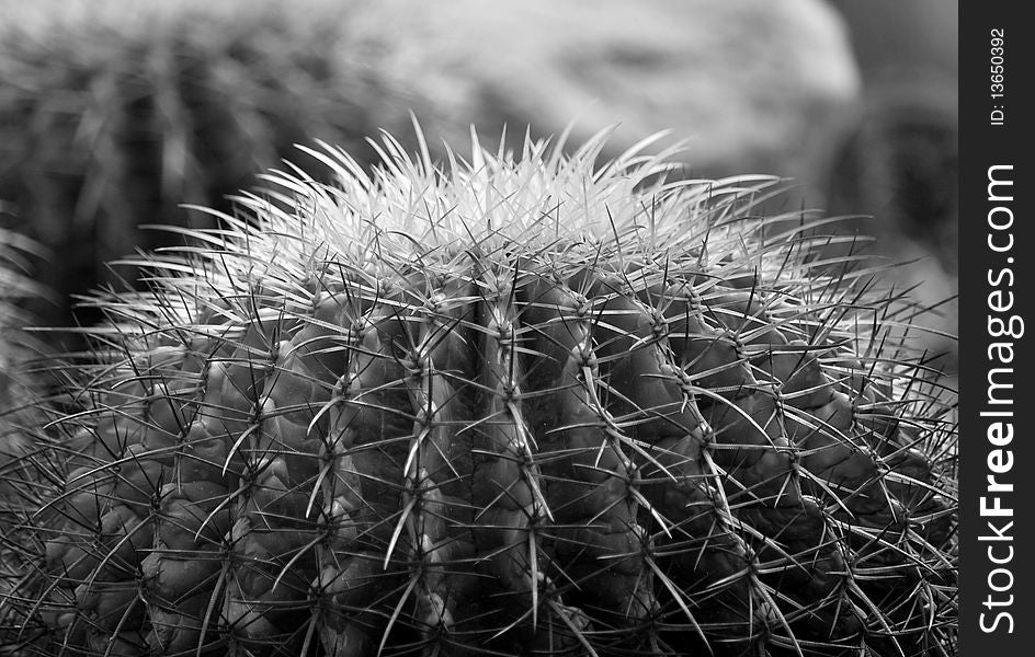 Cactus Thorns