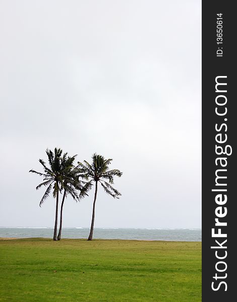 A view of two tropical coconuts tree in beach with sea background in Honolulu, Hawaii. A view of two tropical coconuts tree in beach with sea background in Honolulu, Hawaii.