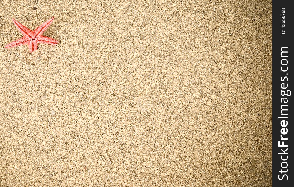 One starfish on brown sand