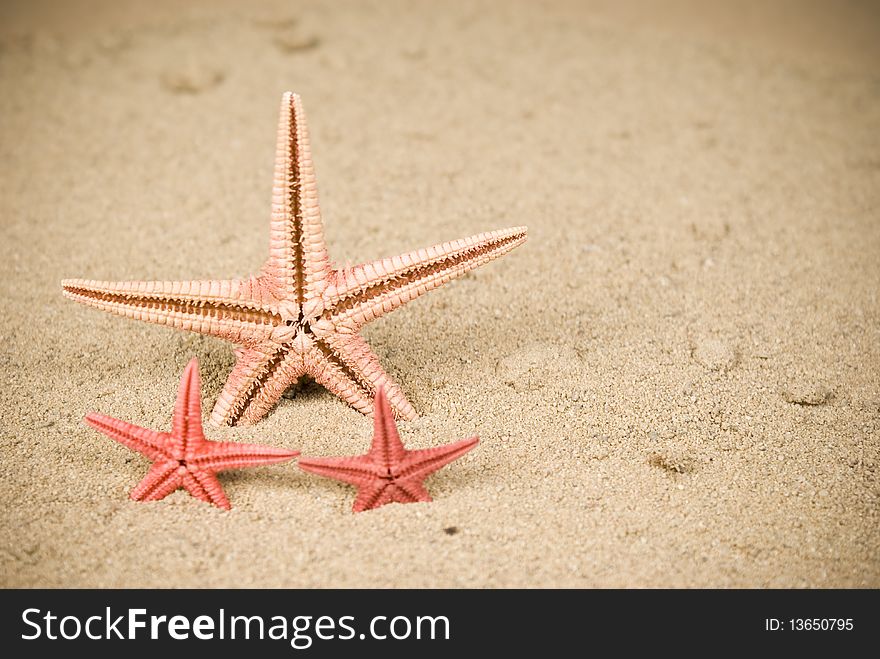 Three starfish on brown sand