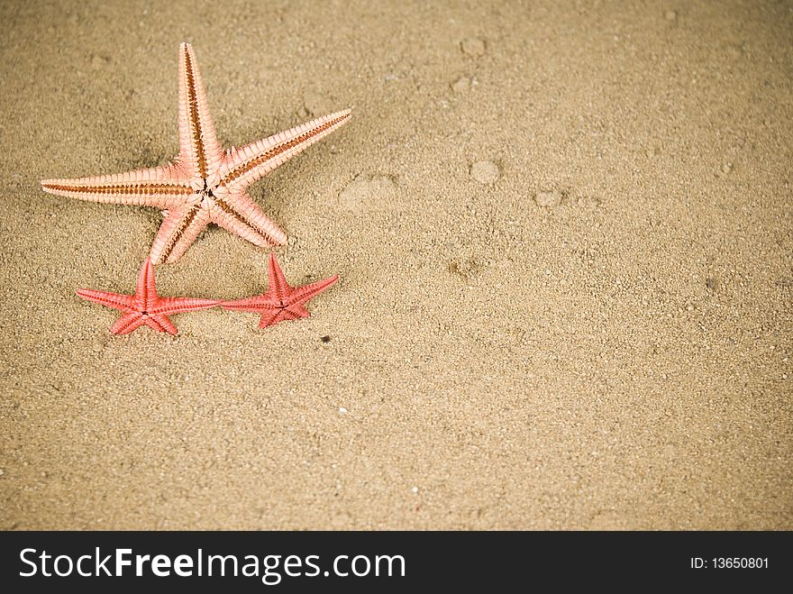 Two starfish on brown sand