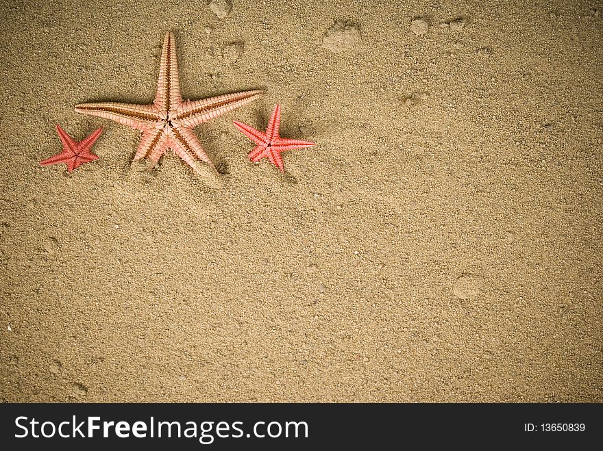 Three starfish on brown sand