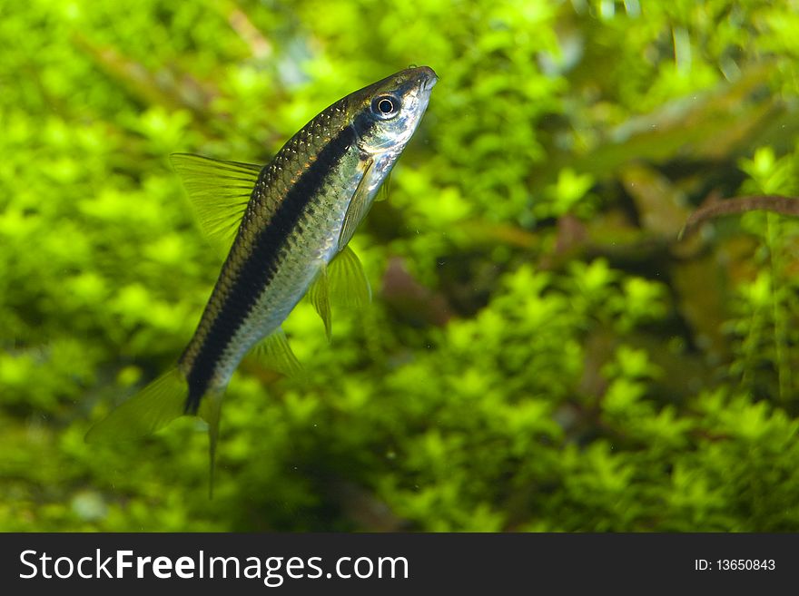 Barbus Fish In Aquarium