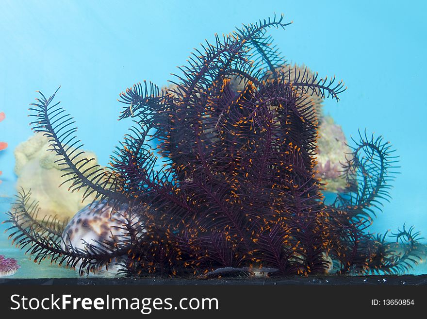 Sea Star in Coral Reef Saltwater Aquarium. Sea Star in Coral Reef Saltwater Aquarium