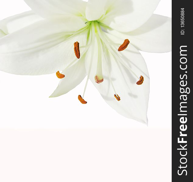 White lily isolated on white background