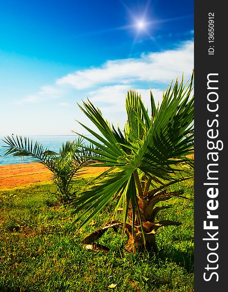 Small palms on the tropical beach and splendid blue sky. Small palms on the tropical beach and splendid blue sky.