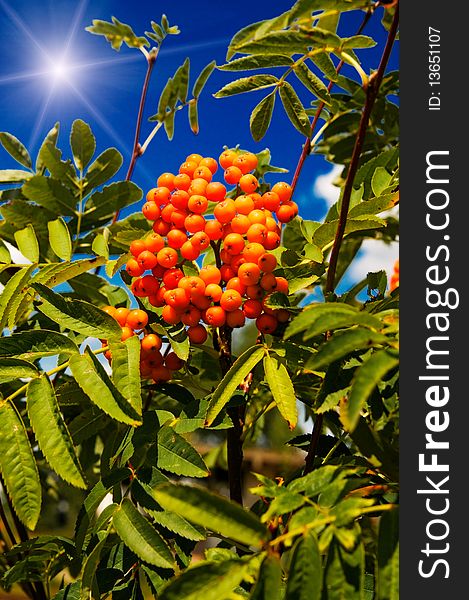 Blue sky,sun and tree of ripe rowanberry.