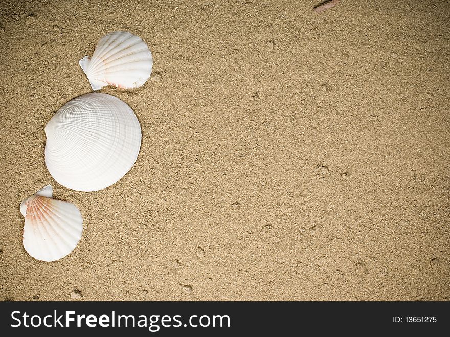 Three white seashells on sand