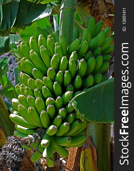 Organic Tropical Banana palm tree. Organic Tropical Banana palm tree