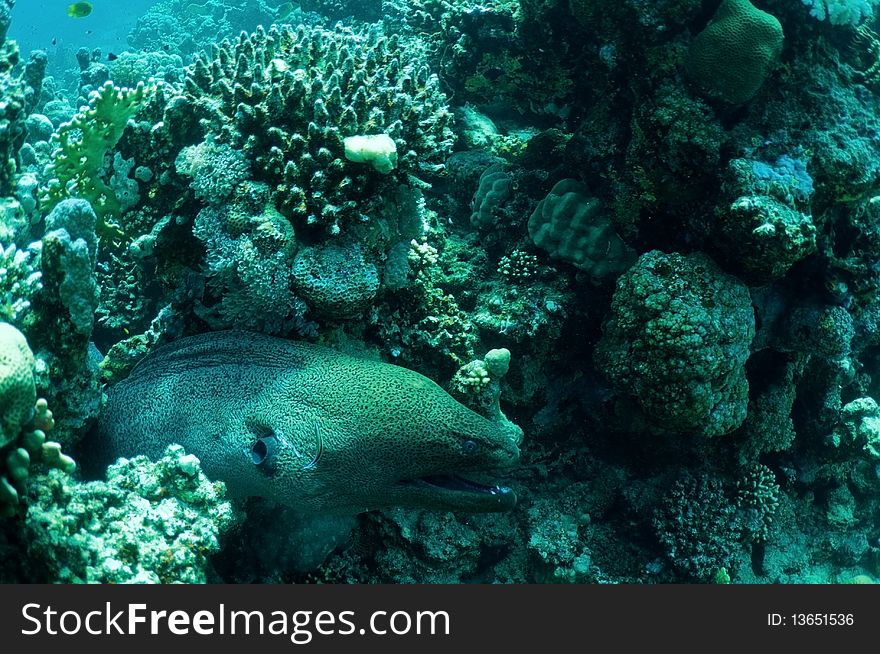 Moray eel in reef