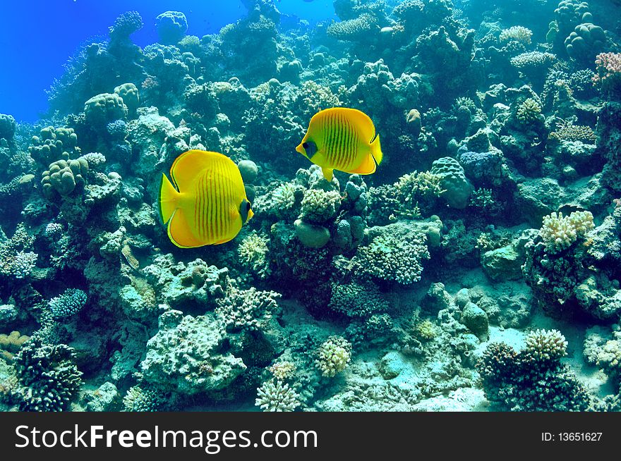 Pair of bright yellow fish on the background of a coral reef. Masked butterflyfish (chaetodon larvatus). Pair of bright yellow fish on the background of a coral reef. Masked butterflyfish (chaetodon larvatus)