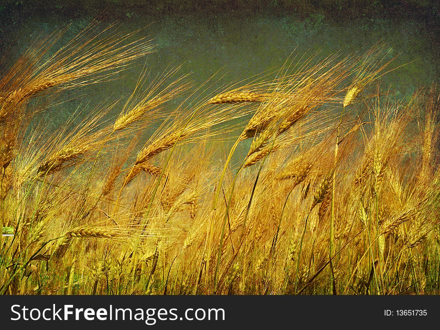 Ears of wheat on a grunge background