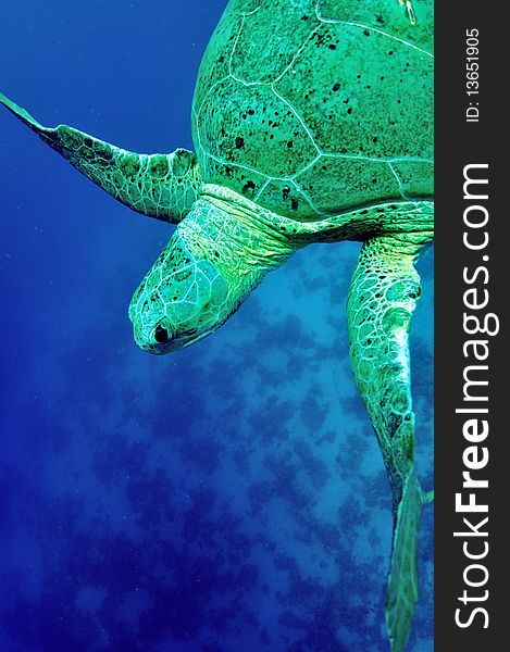 Green Sea Turtle (Chelonia Mydas)