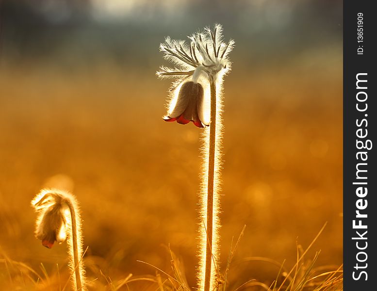 Spring Flower On The Field