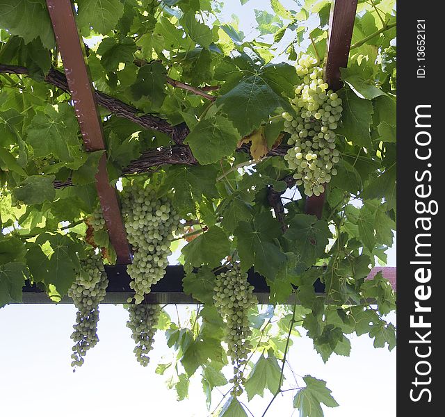 Wine grapes growing in lattice. Wine grapes growing in lattice