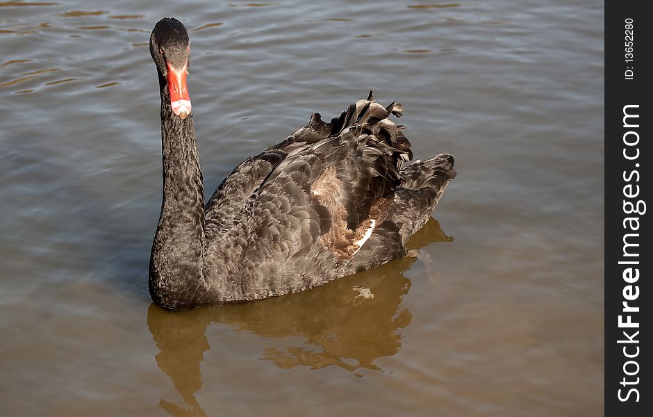 Black swan (Cygnus atratus) in a lake. Black swan (Cygnus atratus) in a lake