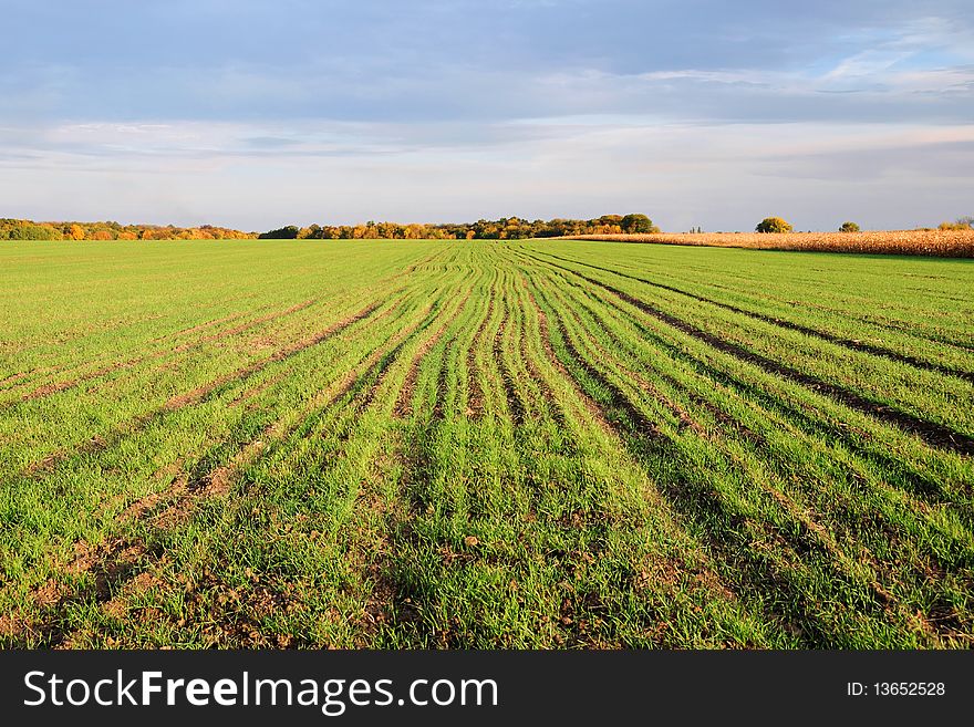 Landscape with sprouts of winter wheat in the field. Landscape with sprouts of winter wheat in the field