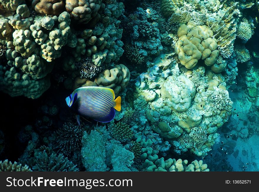 Underwater landscape. coral reef and tropical fish. Underwater landscape. coral reef and tropical fish.