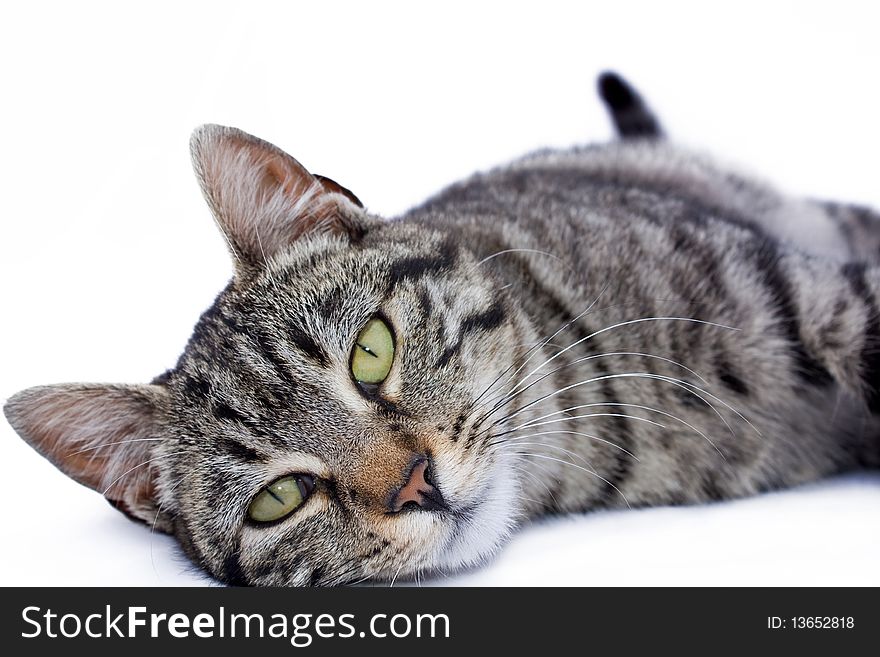 Little tabby isolated on white background. Little tabby isolated on white background.