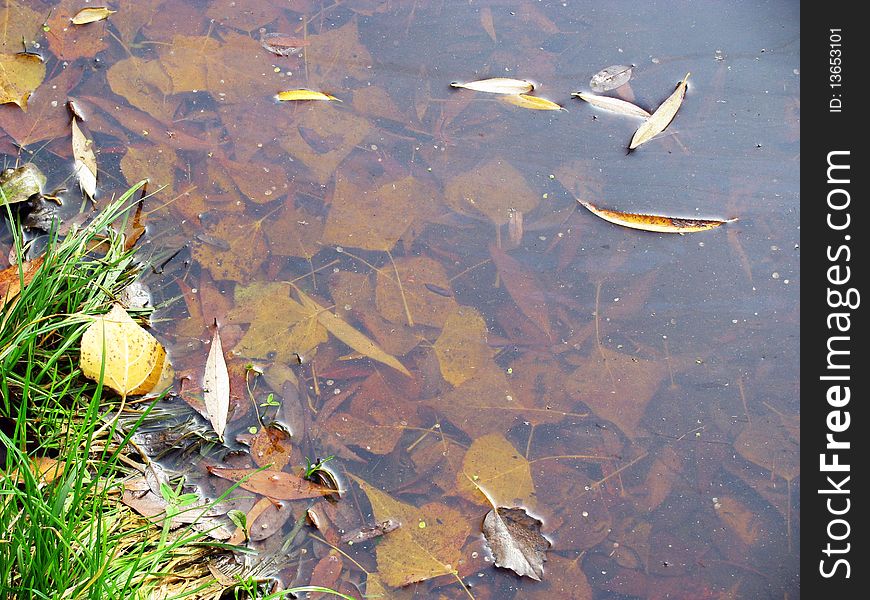 Fallen leaves in a river. Fallen leaves in a river.