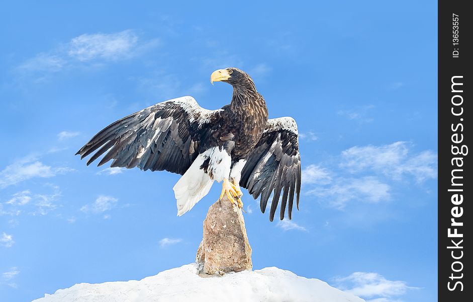 The eagle sits on a stone against the sky