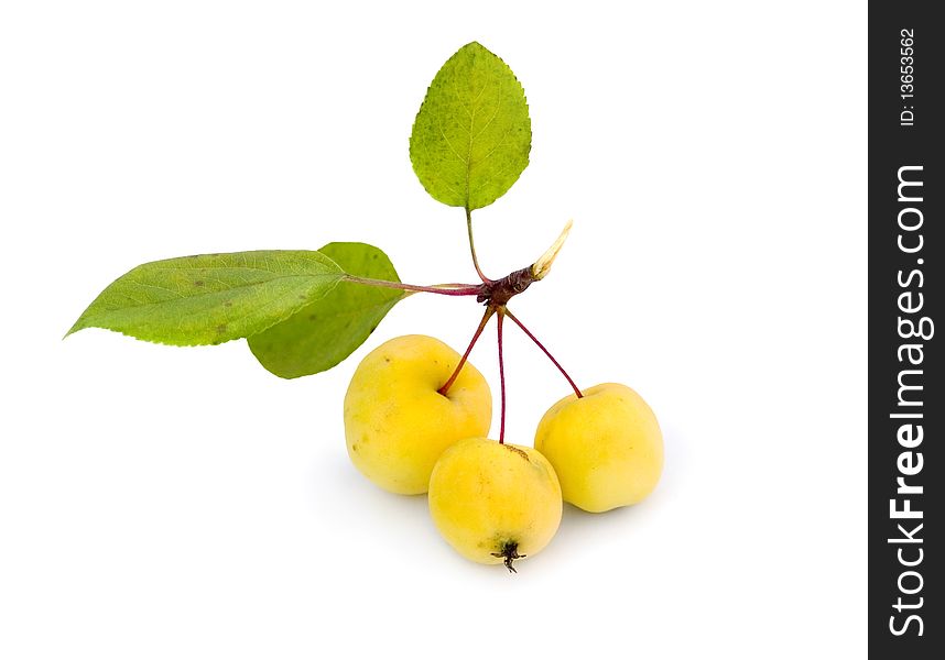 Wild yellow apples, white background