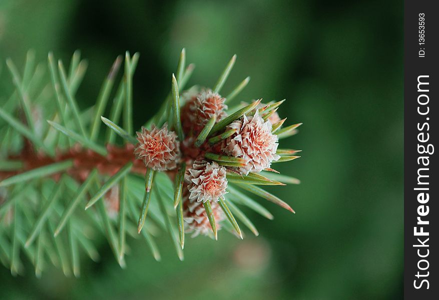 Fir-tree