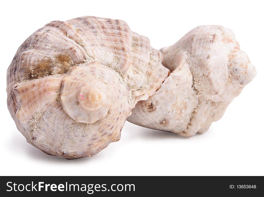 Seashell on white background (isolated, close up)