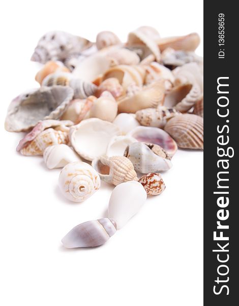 Seashell on white background (isolated, close up)