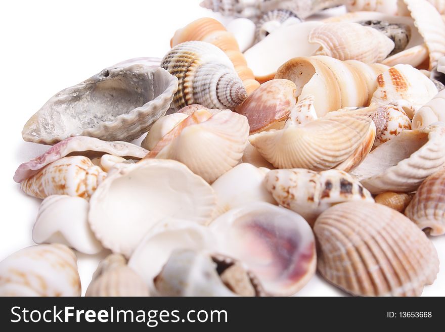 Seashell on white background (isolated, close up)