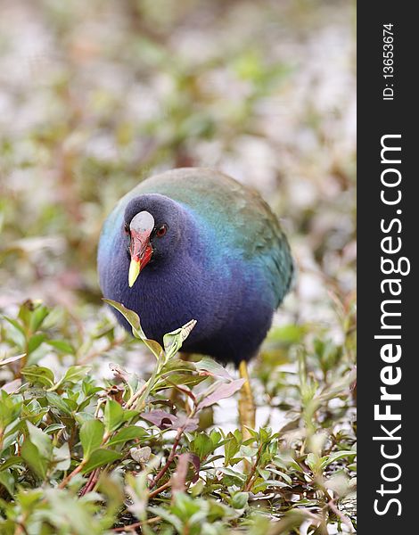 A colorful Purple Gallinule at Anhinga Trail, Florida.